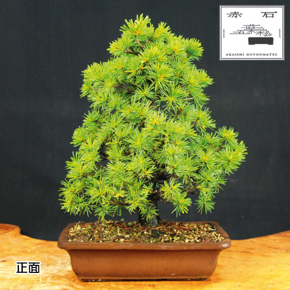 
赤石の泉 赤石五葉松（鉢植え） E-9
