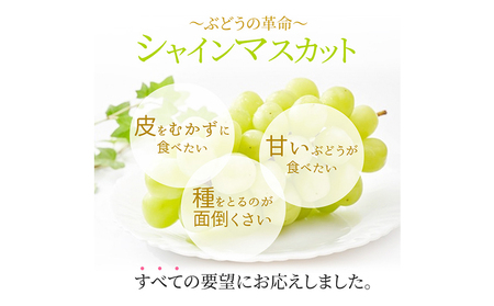 【先行予約】ぶどう 訳ありシャインマスカット晴王 約600g 1房 橋田商店有限会社《9月中旬-11月中旬頃出荷》 岡山県 浅口市 岡山県産 ぶどう フルーツ 果物 くだもの マスカット 送料無料【配