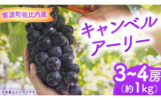 ぶどう キャンベルアーリー 1kg (3～4房)【紫波町佐比内産】 ぶどう 葡萄 ブドウ キャンベル 先行予約 フルーツ 果物 デザート 旬 くだもの 産地直送 2026年 生食 紫波町 佐比内 1kg ふるさと納税 (BC008)