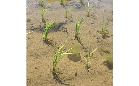 【令和7年産新米予約】【定期便・上旬お届け】2kg×6ヶ月　南魚沼産コシヒカリ【2025年10月上旬より順次発送予定】