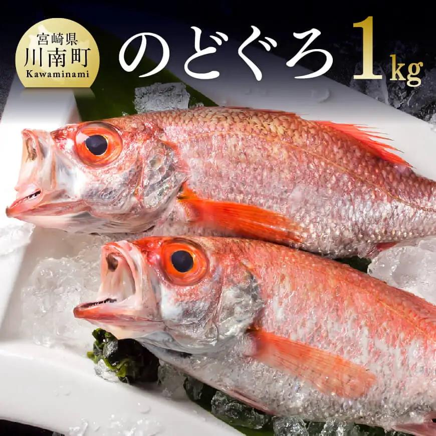川谷水産厳選！のどぐろ(アカムツ)約1kg【高級魚 鮮魚 新鮮 魚介 のどぐろ アカムツ さかな 魚 ﾉﾄﾞｸﾞﾛ 川南町漁港 海の幸 送料無料 魚介類 魚】