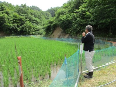 【令和6年度産 受付開始】【10月以降順次発送】島根県飯南町産コシヒカリ カモしゃん米 5kg【アイガモ農法 農薬不使用 安心 米 コメ こしひかり Ａ-53】