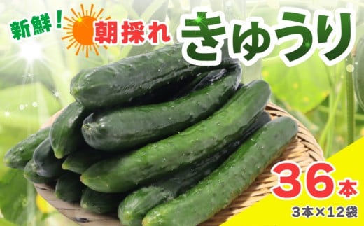新鮮 朝採れきゅうり 36本入り きゅうり 胡瓜 野菜 夏野菜 サラダ 冷麺 漬物 漬け物 ぬか漬け 酢の物 1本漬け 浅漬け 冷やしきゅうり キムチ きゅうりちくわ ちくわきゅうり 産地直送 新鮮 千葉県 旭市 SHIfT園芸 shi002