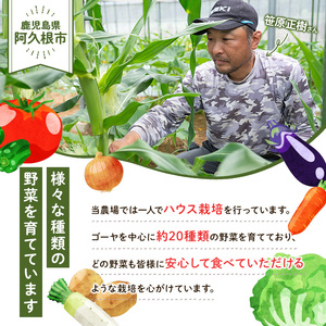 とうもろこし ゴールドラッシュ(15本) 国産 旬 野菜 青果 トウモロコシ 期間限定【笹原正樹】akn094-01