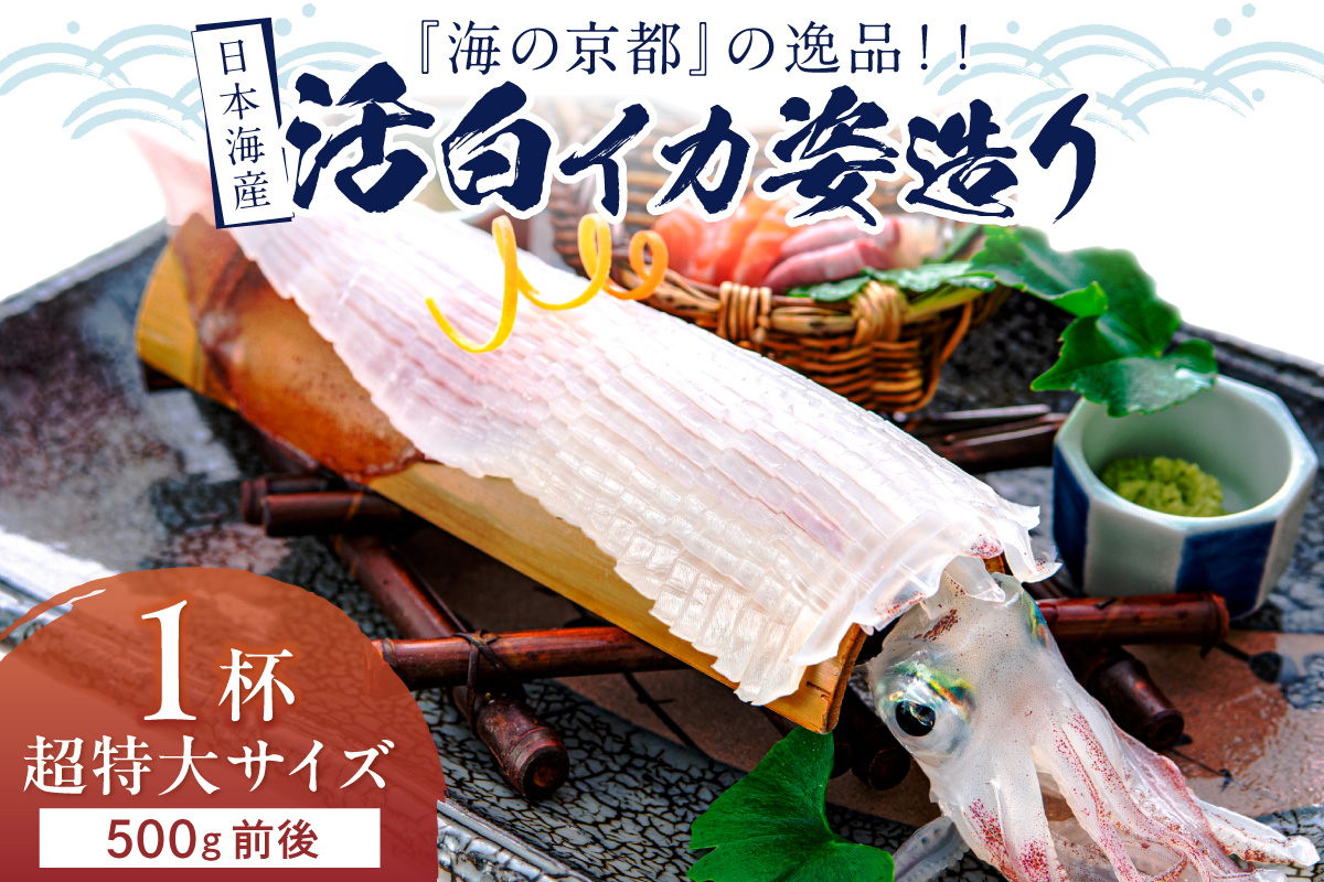 日本海産『海の京都』の逸品！！　活白イカ姿造り（クリスタル白いか）超特大サイズ 1杯（500g前後）（2027年6月上旬～発送） ふるさと納税 海鮮 鮮度抜群 新鮮 海鮮 いか イカ 簡単調理 生産者応援 送料無料 生食 魚介類 活イカ 日本海産 刺身 BBQ 美味 逸品　YK00696