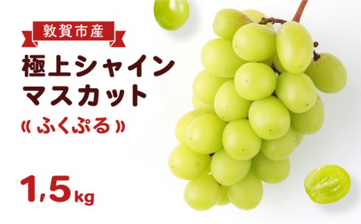ブランド シャインマスカット 「ふくぷる」 1.5kg（敦賀市産） 福井のブランドぶどう 【マスカット ブドウ 果物 果実 フルーツ 人気 お中元 ギフト 贈り物 贈答】[003-a203]
