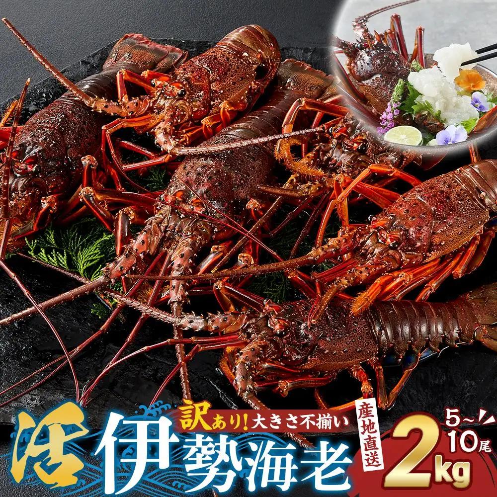 訳あり 活 伊勢海老 約2kg 伊勢海老
