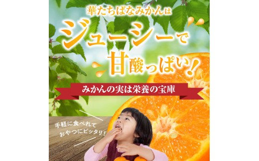 華たちばなみかんはジューシーで甘酸っぱい！