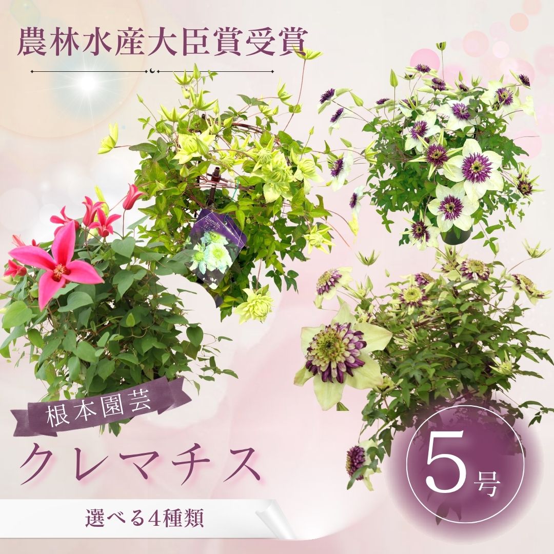 【ふるさと納税】【2027年 先行予約 】 クレマチス 選べる種類 | 花 お花 5号 花ギフト フラワーギフト 鉢花 鉢植え ギフト プレゼント 贈答 農林水産大臣賞受賞 根本園芸 aj002