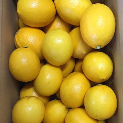 ふるさと納税 印南町 【2027年1月中旬より順次発送】和歌山県産　レモン　約1kg　サイズ混合 |  | 01