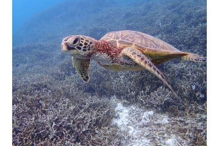 CT02　宮古島の自然を満喫！宮古島1日アクティビティ