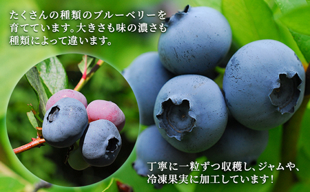 自家農園産・冷凍ブルーベリー1kg（500g×2袋） 北海道 南富良野町 ブルーベリー 果実 冷凍 大容量 冷凍ブルーベリー 果物 フルーツ セット 詰め合わせ 