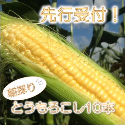 マルカファームの朝採れ「とうもろこし」10本セット【配送不可地域：離島・沖縄県】