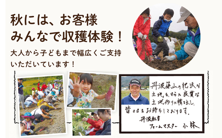 さつま芋　紅はるか　サイズ混合　5kg | 兵庫県 丹波篠山市 さつまいも サツマイモ さつま芋 甘い ホクホク 焼き芋 焼芋 焼いも おいしい 美味しい ねっとり 天ぷら ポテト お野菜セット 食物