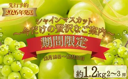【期間限定】【数量限定】 シャインマスカット スペシャルサンクス 約1.2kg（2～3房）【2026年先行予約】 |フルーツ シャインマスカット