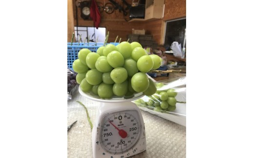 お届けするシャインマスカットは、約800gです（写真のぶどうは一例です）