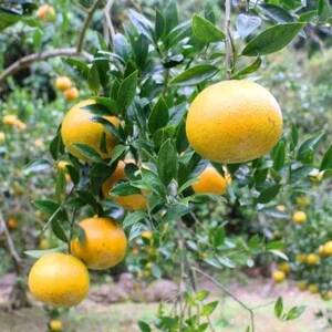 【先行予約! 2026年2月より順次発送】 平農園のたんかん 【ご自宅用】約5kg【1406662】