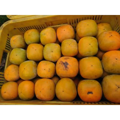 ふるさと納税 紀の川市 先行受付:【訳あり】甘くて人気のまーくん家のたねなし柿　5キロ(箱込み) |  | 02