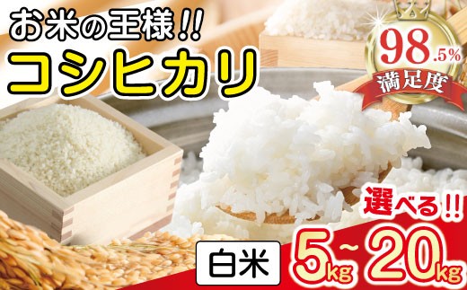 
                  令和7年産 コシヒカリ 白米 5kg / 10kg / 20kg 【VSKU2】 5kg 10kg 20kg 米 近江米 こしひかり コシヒカリ おこめ 贈り物 人気米 ご飯 白米 コメ 贈答 滋賀県 近江八幡市
                