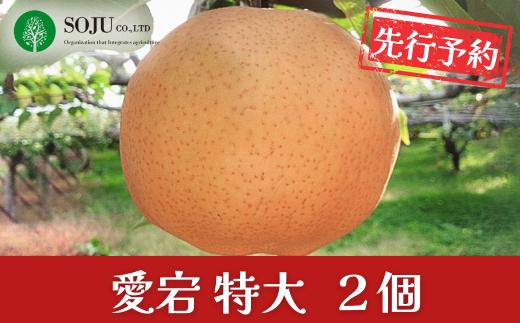 先行予約 和梨 愛宕 特大2個 令和8年度 新潟県三条市産 梨 愛宕梨   [三条果樹専門家集団] 【016P027】