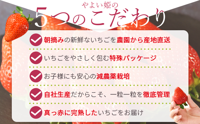 ＜高級いちご「やよい姫」（15粒×1パック 約380g以上）化粧箱＞2025年1月上旬から4月末迄に順次出荷【 いちご イチゴ 苺 先行予約 甘い 果物 フルーツ 季節物 お祝い お返し サンクール・