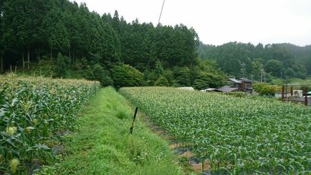 とうもろこし 恵味ゴールド 約5kg(梱包込) / 野菜 やさい コーン / 恵那市 / 大島農園 [AUEH001]