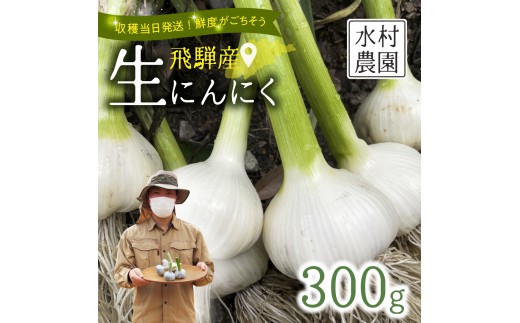 《先行予約》飛騨産 生にんにく 選べる内容量 300g  生ニンニク【6月中旬～下旬発送】水村農園 [Q3220]