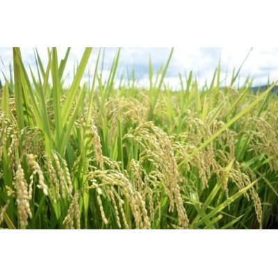 ふるさと納税 安来市 BG無洗米コシヒカリ　5kg |  | 01