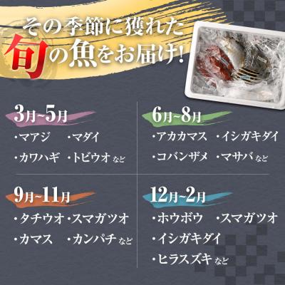 ふるさと納税 土佐清水市 旬の朝獲れ鮮魚詰め合わせ【以布利定置網　漁師直送】【S00818】 |  | 02
