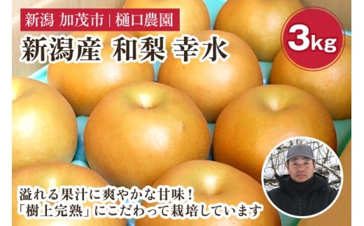 【2026年先行予約】和梨 幸水 3kg（6～9玉）《8月中旬から順次発送》果物 なし こうすい 梨 フルーツ 新鮮 ジューシー 産地 加茂市 樋口農園