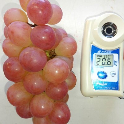 2025年10月中旬発送「幻の牧丘天空ヌーベルローズ」 約1kg(3～4房)【配送不可地域：離島・沖縄県】