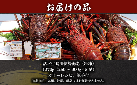 活〆生食用伊勢海老（冷凍）1370g（250～300g)×5尾  ONJB034