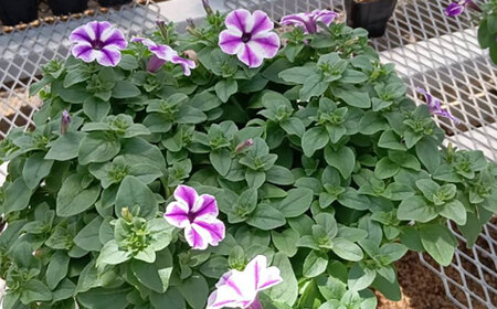 【4月末より順次発送】 サフィニア るりいろ風ぐるま 鉢花　/ 瑞浪市 中山園芸 花 お花 お祝い 鉢植え 生花 ギフト プレゼント フラワー[AZDC002]