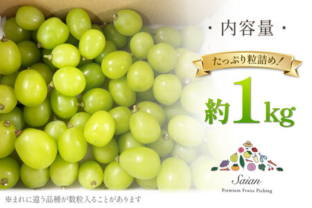 【2026年発送】シャインマスカット 訳あり家庭用 粒 にてお届け 約1kg 山梨県産 冷蔵発送 果物 フルーツ 山梨 ぶどう マスカット ブドウ 葡萄 規格外 期間限定 季節限定 冷蔵