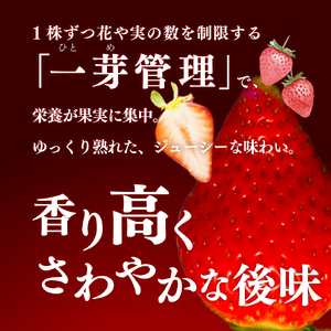 いちご　ゆめのか 285g×2パック　秀品　苺【期間・数量限定】贈答用　＜2026年1月下旬～3月下旬頃発送予定＞