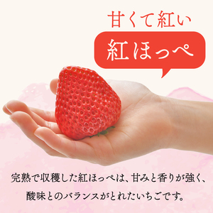 冷凍いちご 紅ほっぺ 1.3kg 冷凍いちご 【畠農宝】