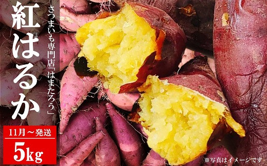 【先行予約・11月～発送】さつまいも 紅はるか 5kg 新潟県柏崎産 はまたろう【数量・期間限定】[ZB569]