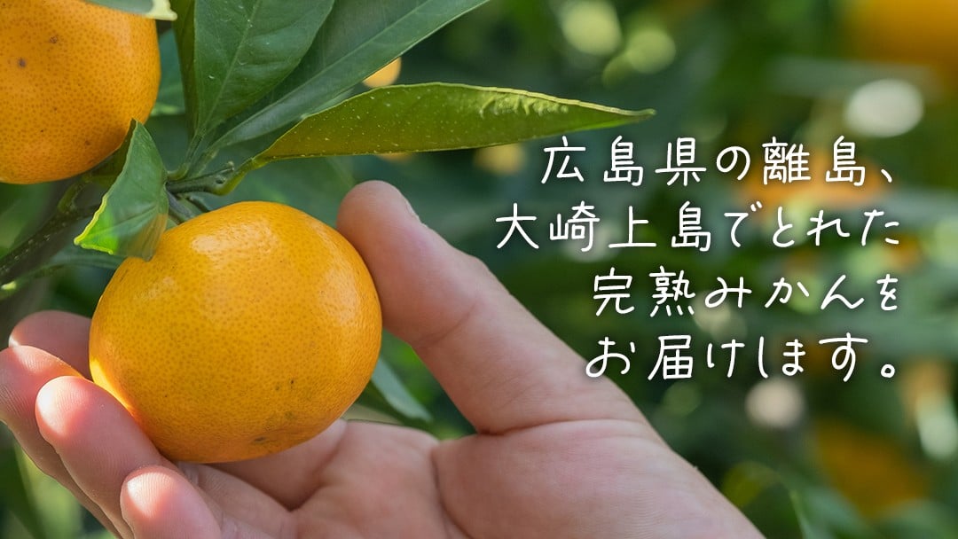甘みたっぷり！房皮も薄くて食べやすい大崎上島の完熟みかん