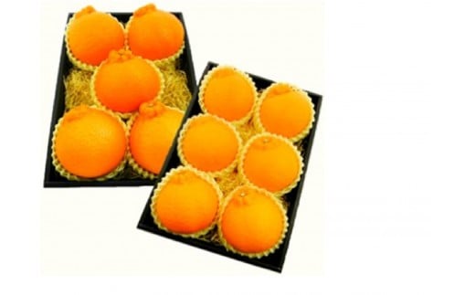 【2026年先行予約】【2026年3月上旬以降順次発送】西ヶ谷蜜柑農園 越冬 不知火 しらぬい  2L～4L（5玉～7玉）柑橘 フルーツ 果実◆【離島・沖縄配送不可】