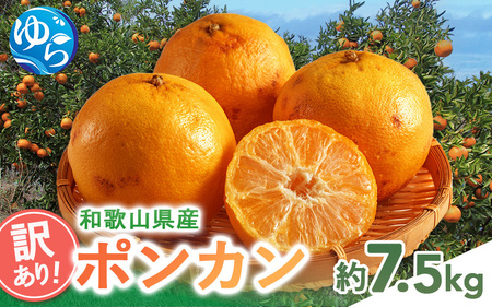 訳あり 和歌山県産ポンカン（サイズおまかせ）約7.5kg 【2026年1月下旬から順次発送予定 】※北海道・沖縄・離島配送不可【eiw022】