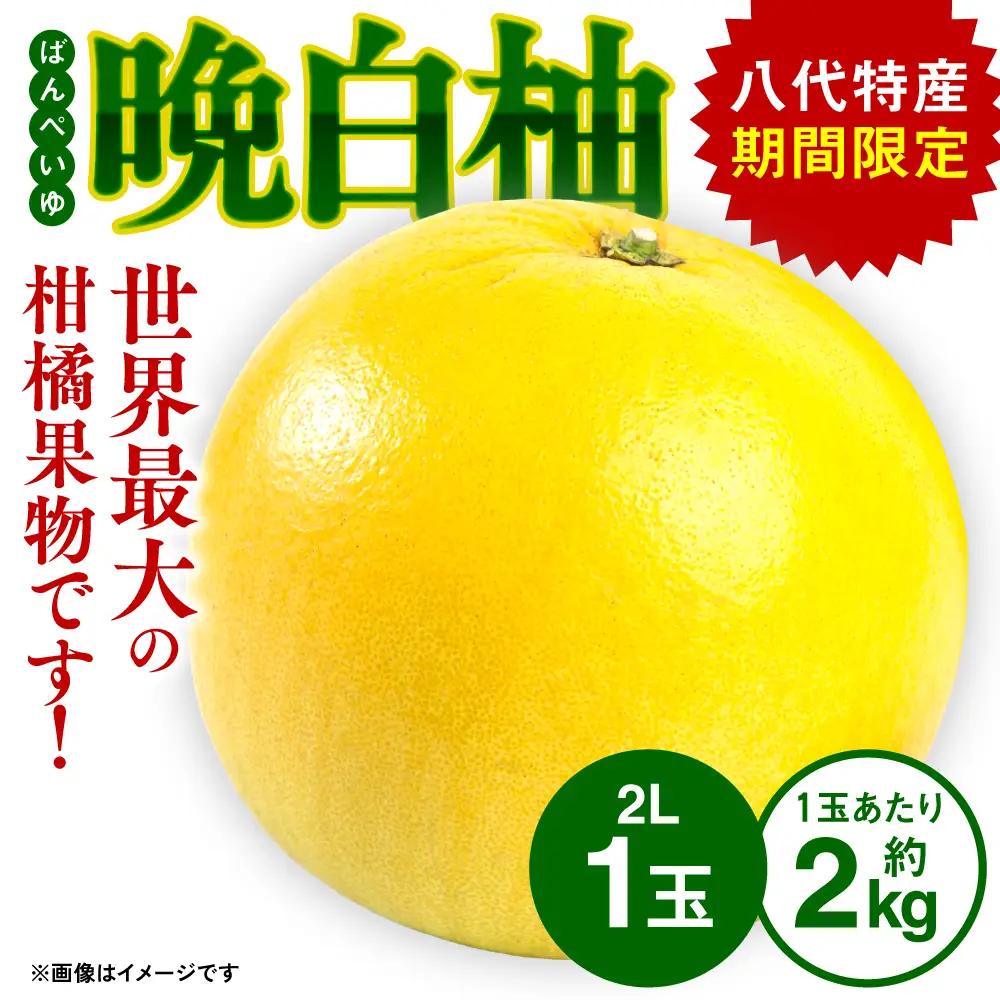 【先行予約】熊本県八代市産 晩白柚 （ばんぺいゆ） 2Lサイズ(約2kg)×1玉 柑橘 【2026年12月上旬より順次発送】
