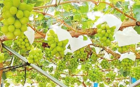 晴王 シャインマスカット晴王 2房 約1.4kg 【先行予約：2026年9月上旬～10月下旬発送予定】 岡山県産 種無し 皮ごと食べる みずみずしい 甘い フレッシュ 糖度保証 クール発送 瀬戸内 晴