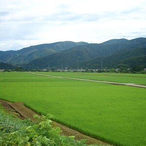 やまだ農場の鳥越こしひかり10kg(5kg×2パック)白米_ コシヒカリ 米 こしひかり_【1019156】