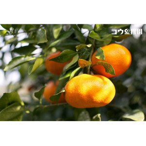 コウ果樹園の家庭用【甘平】3.5kg【C33-32】【1441221】