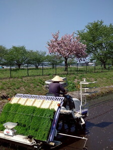 【先行予約】令和7年度産 とちぎの星5kg 栃木県芳賀町産玄米 | 米 お米 玄米 令和7年産 新米 とちぎの星 国産 単一米 期間限定 季節限定※2025年9月中旬～10月下旬頃に順次発送予定