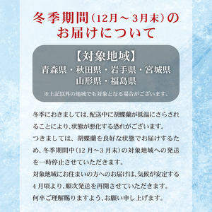 胡蝶蘭 3本立ち ラッピング付き 開花輪30輪以上 花 花 花 花