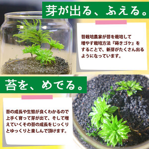 「めでる」シリーズ：苔テラリウム制作キット オオカサゴケ 5本パック NKK0005