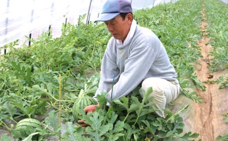 大玉スイカ（1玉）熊本県産 西瓜 すいか 産地直送 くまもと 名産地 熊本和水町【先行予約】