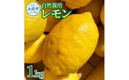 【先行予約】自然栽培レモン 1kg 〈2026年10月中旬頃-2027年4月30日発送〉1キロ【有限会社四万十くじら】 [BQBR001]