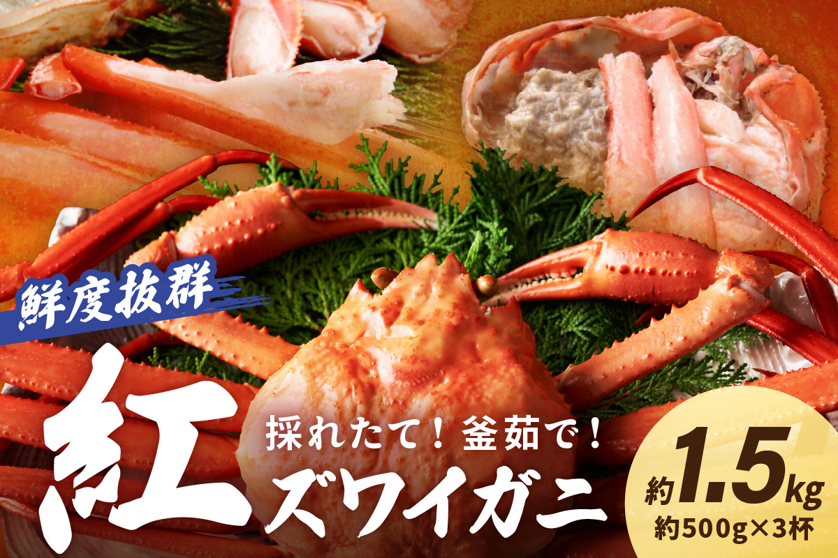 採れたて！釜茹で！　紅ズワイガニ　3杯　YK00136